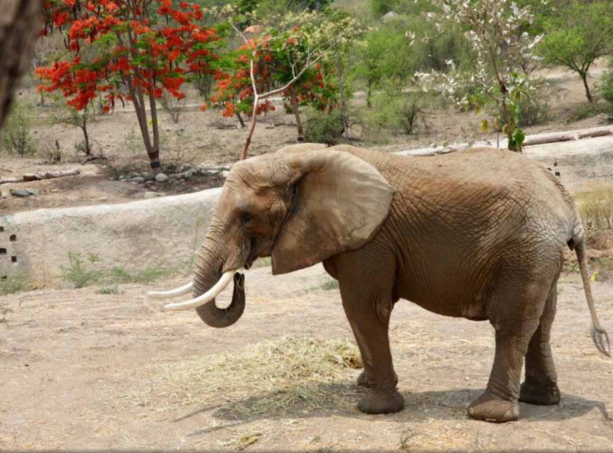 Así es el elefante que será trasladado a CDMX desde Morelos para acompañar a 'Ely'