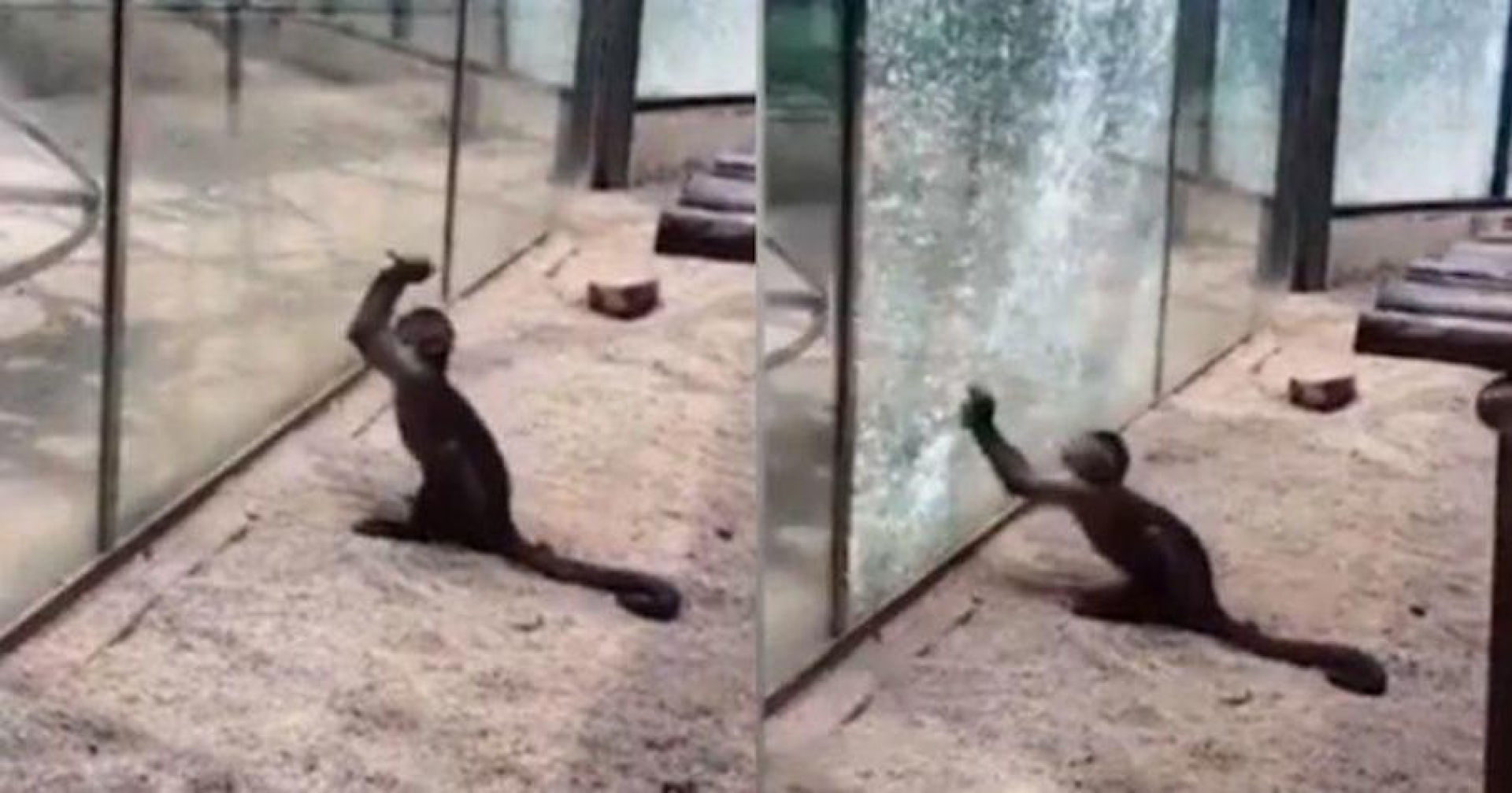 El momento en que el mono de un zoo chino usa una roca afilada para romper el cristal de su jaula