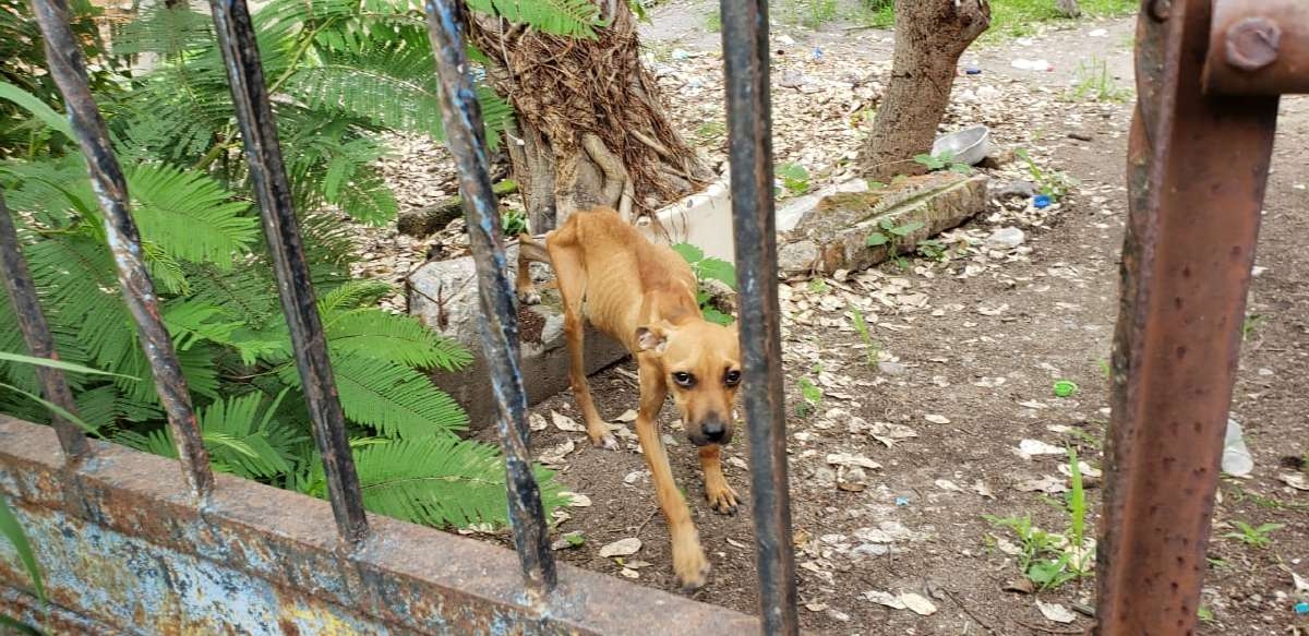 Iniciarán procedimiento por maltrato de mascotas en Tlaltizapán