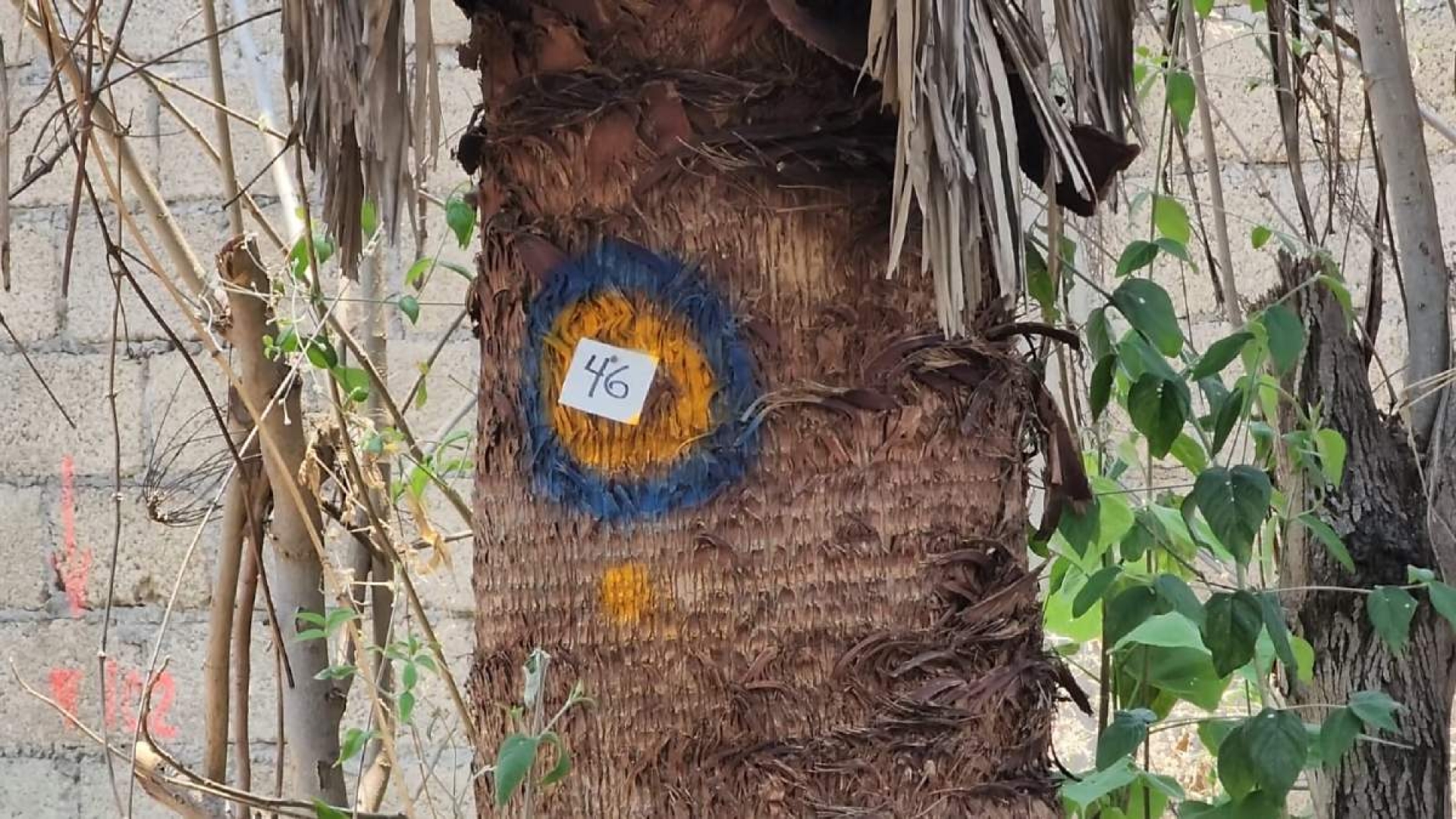 Denuncian poda irregular de árboles en Lomas de San Antón
