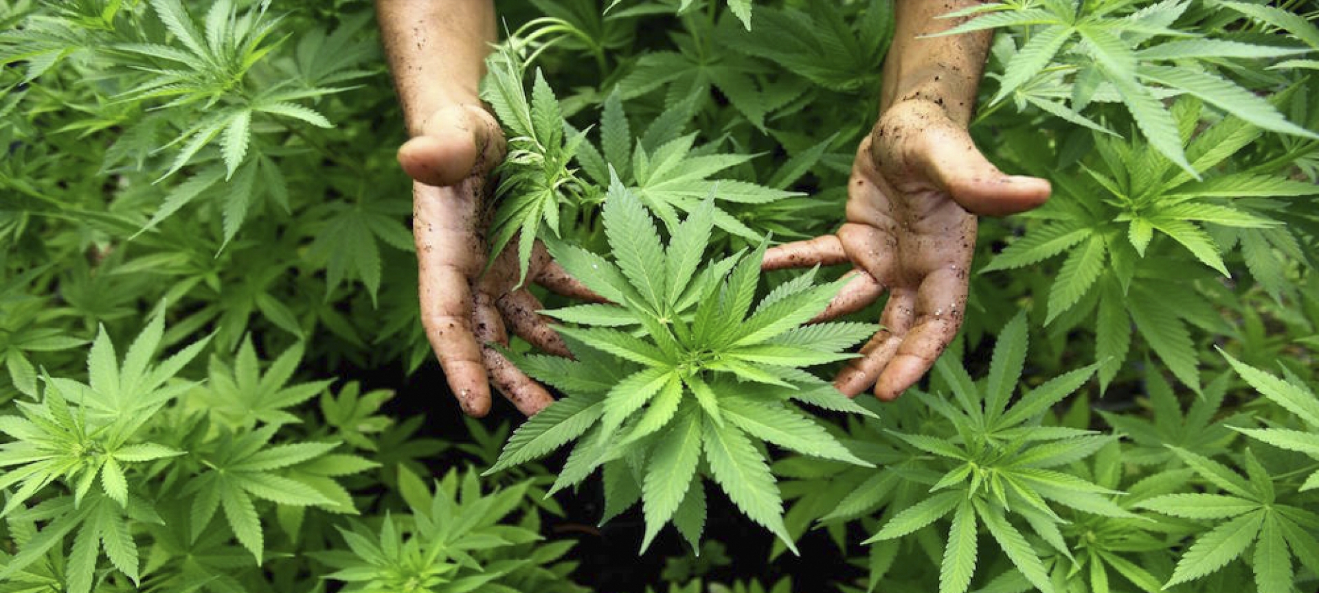 La marihuana para uso recreativo ya es legal en Canadá