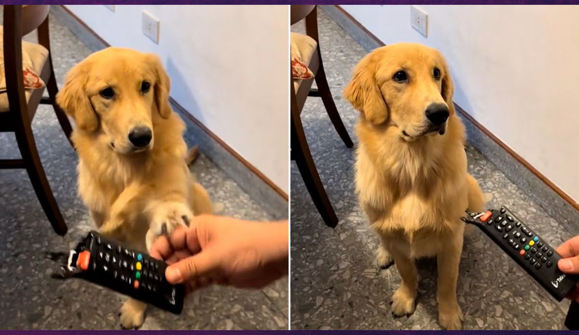 Retó a su perro, lo grabó y su reacción se volvió viral
