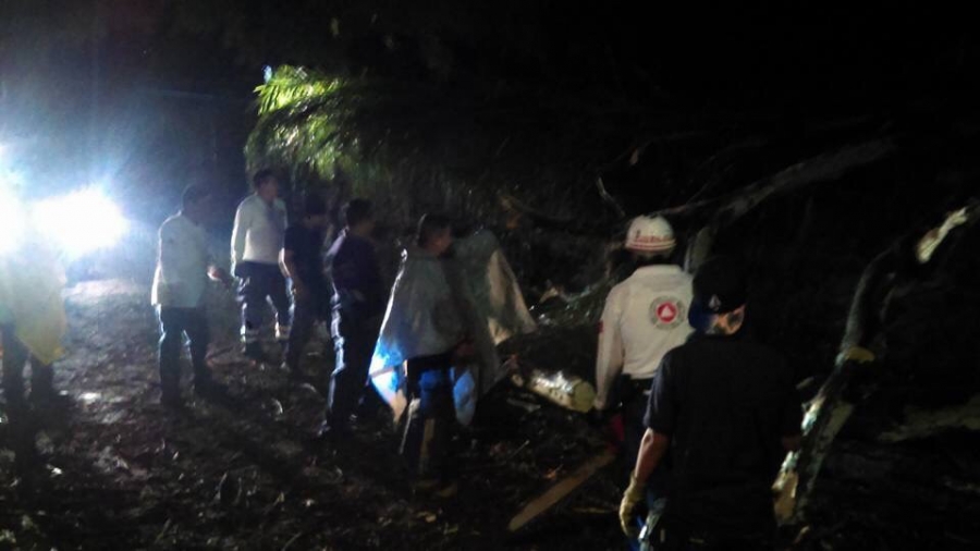 Lluvias ocasionan la caída de cinco árboles en Cuernavaca