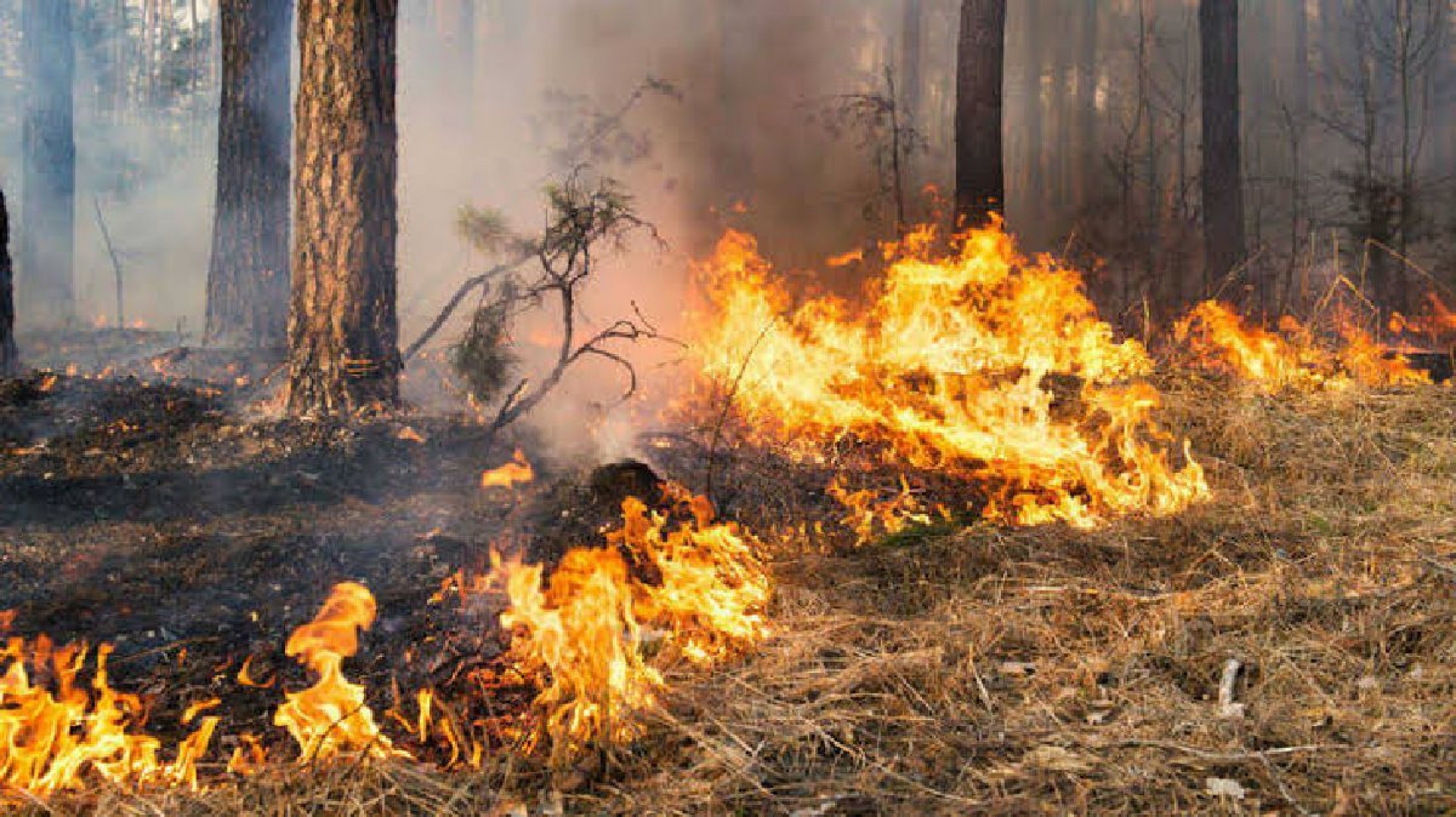 ¡Fuego! Qué hacer si te atrapa un incendio forestal