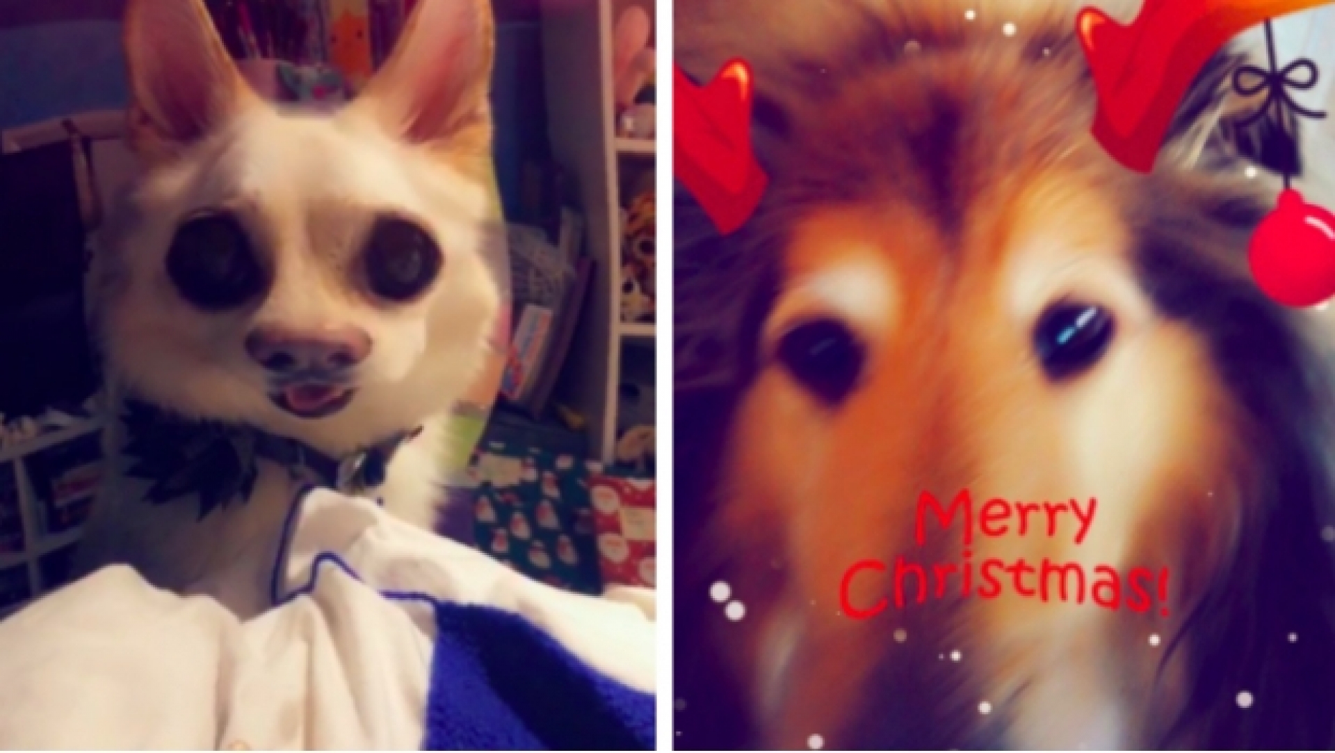Los filtros de Snapchat ya funcionan con perros