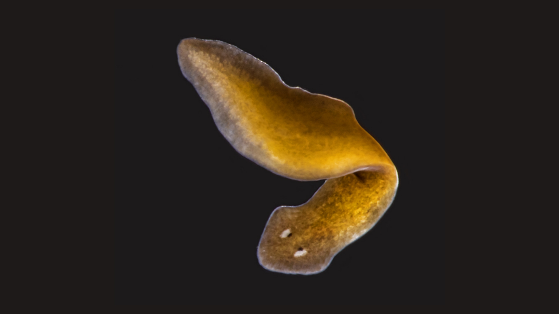La planaria, el gusano inmortal: regenera los órganos que pierde y no envejece
