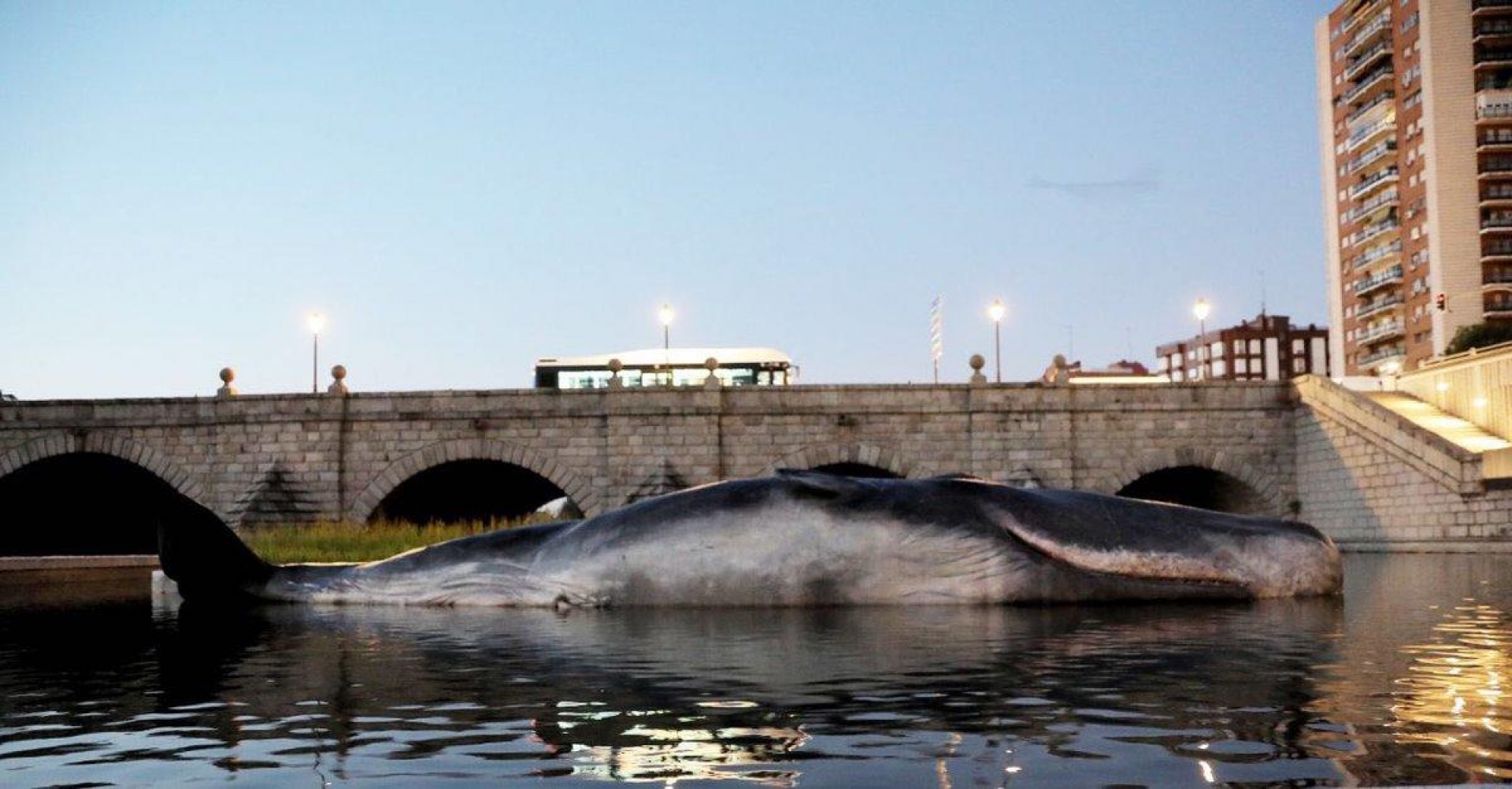 Sorprende ballena varada en un río en el centro de Madrid