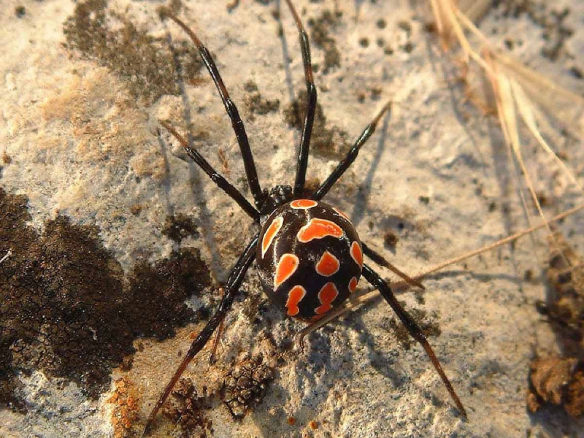 Niño se deja picar por viuda negra para 'convertirse en Spider-Man'