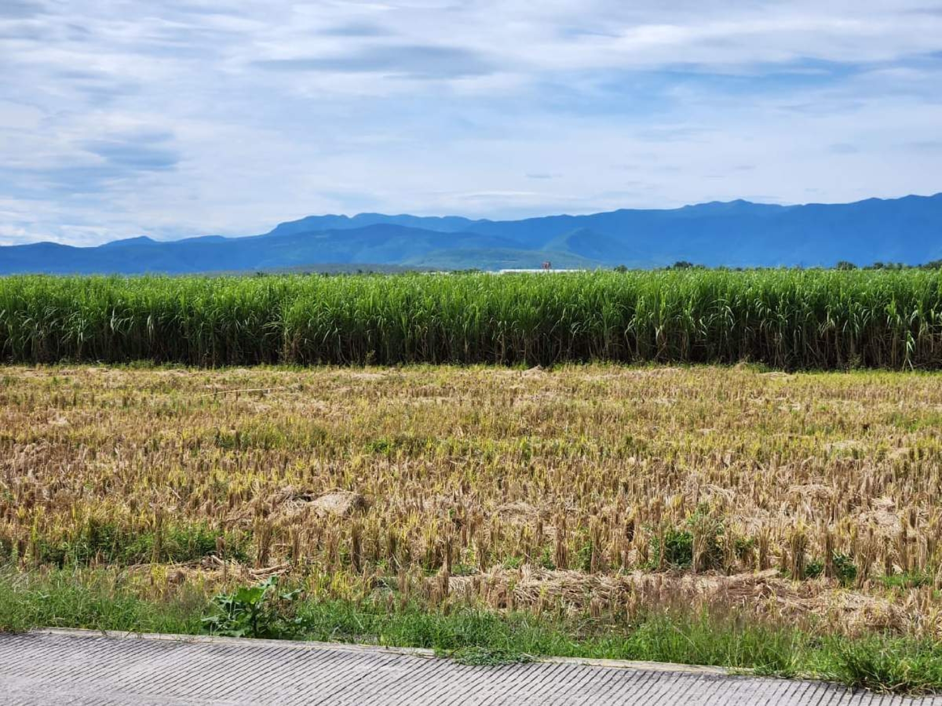 Detectan enfermedad en cultivos de arroz de la zona sur