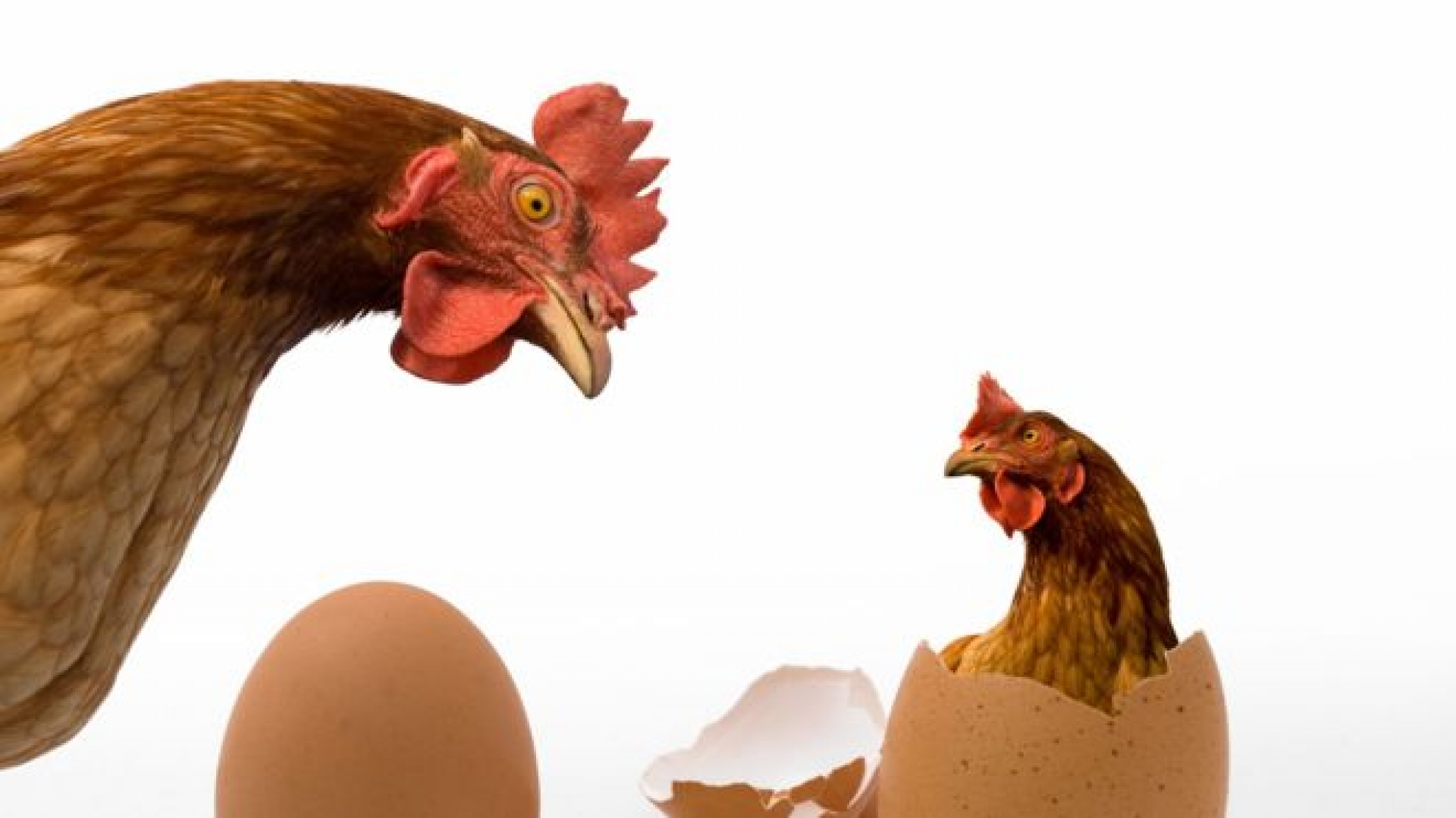 El huevo o la gallina: ¿Aplicación de la ciencia o ciencia aplicada?  (Tercera Parte)