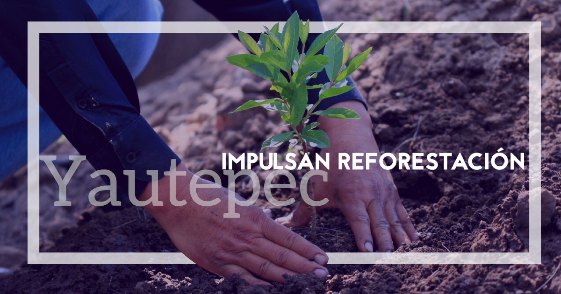Impulsan reforestación en Yautepec