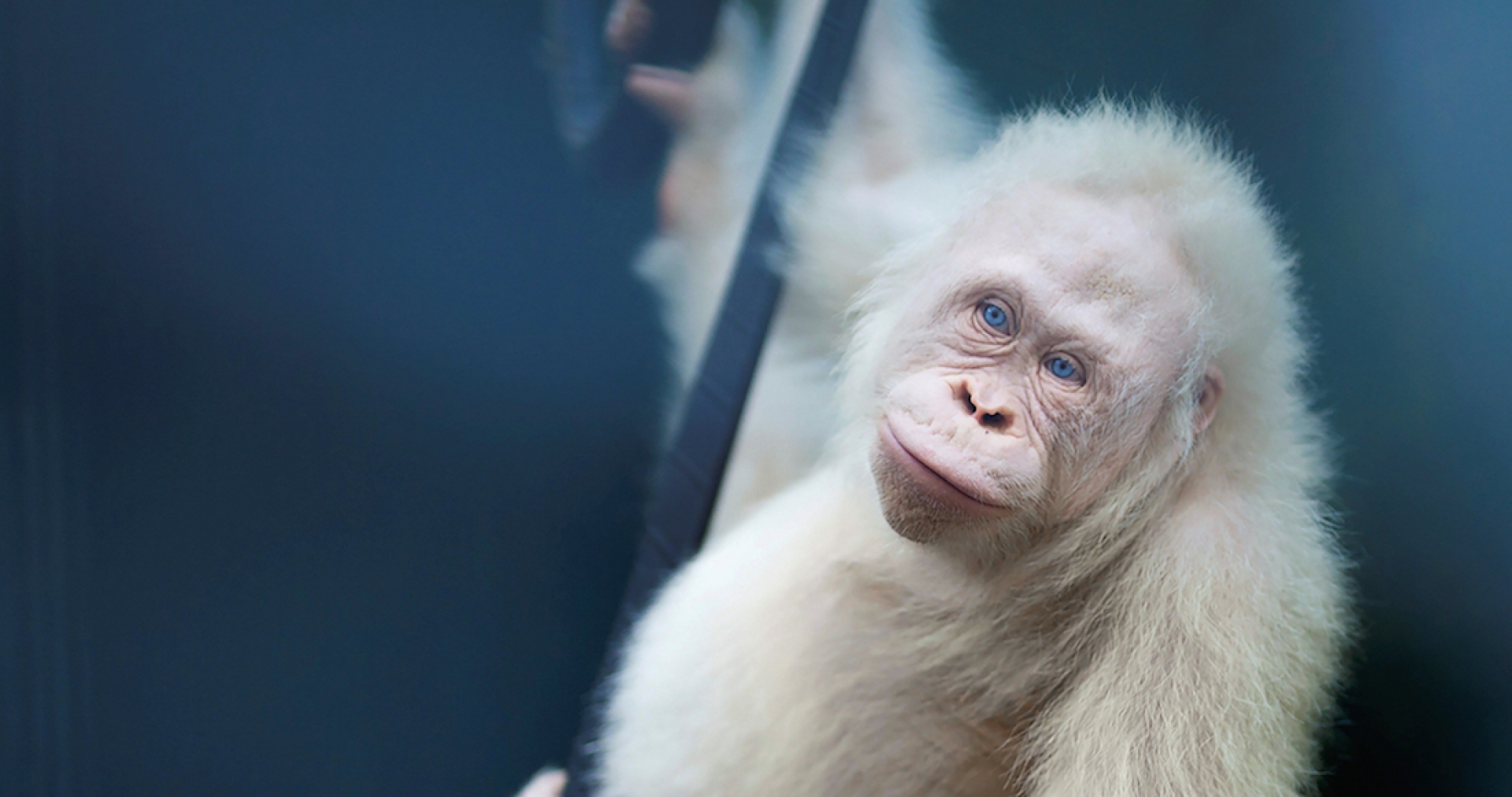Alba, la única orangutana albina en el mundo, es liberada en un Parque Nacional de Borneo (FOTO)