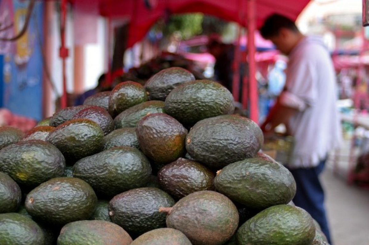El kilo de aguacate se vende a 60 pesos en el ALM