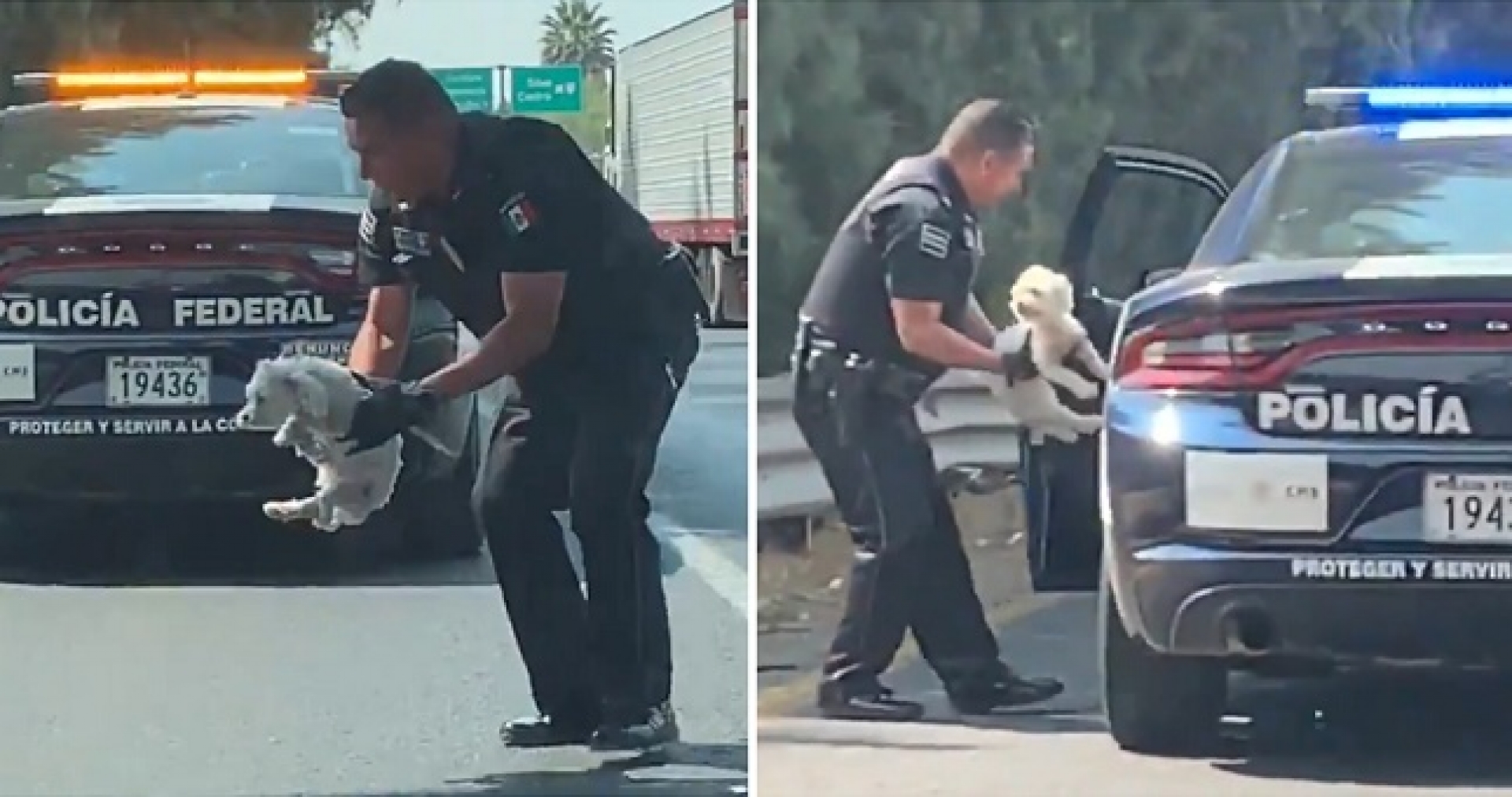 Policía Federal se detiene en plena carretera para rescatar a un perrito (video)