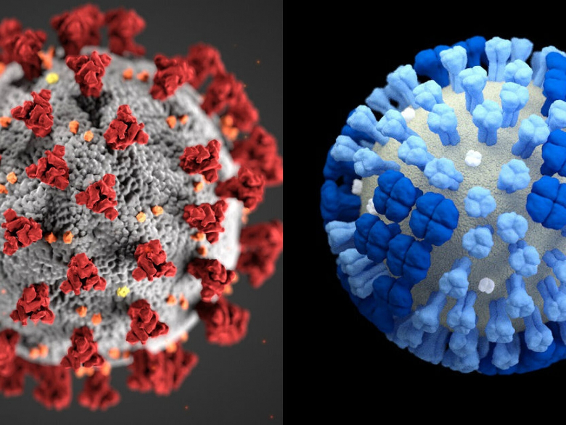 ¿Sindemia COVID-19? Qué es y cómo se diferencia de una Pandemia