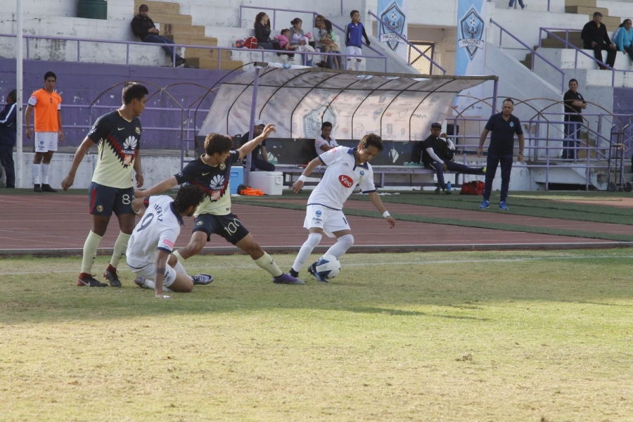 Halcones vuela alto