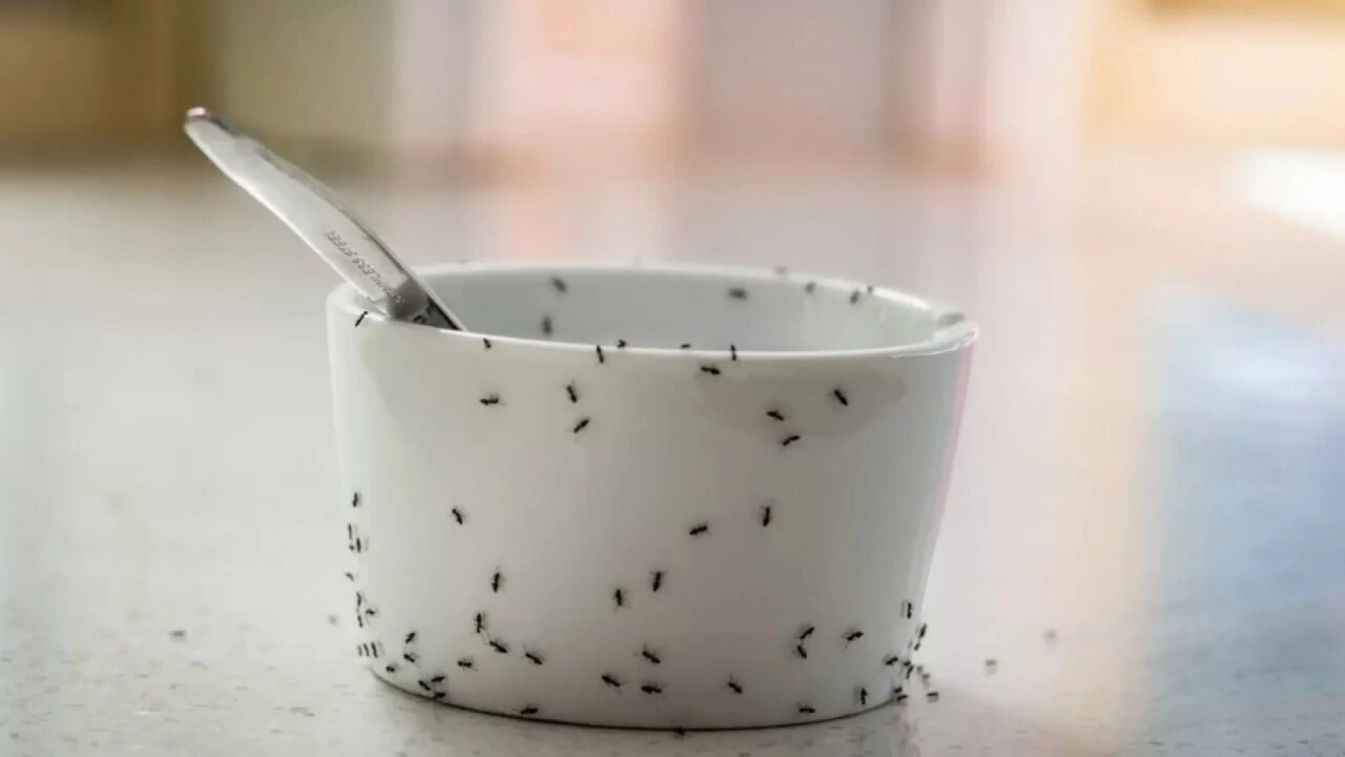 Elimina las hormigas en tu cocina con este remedio casero y natural