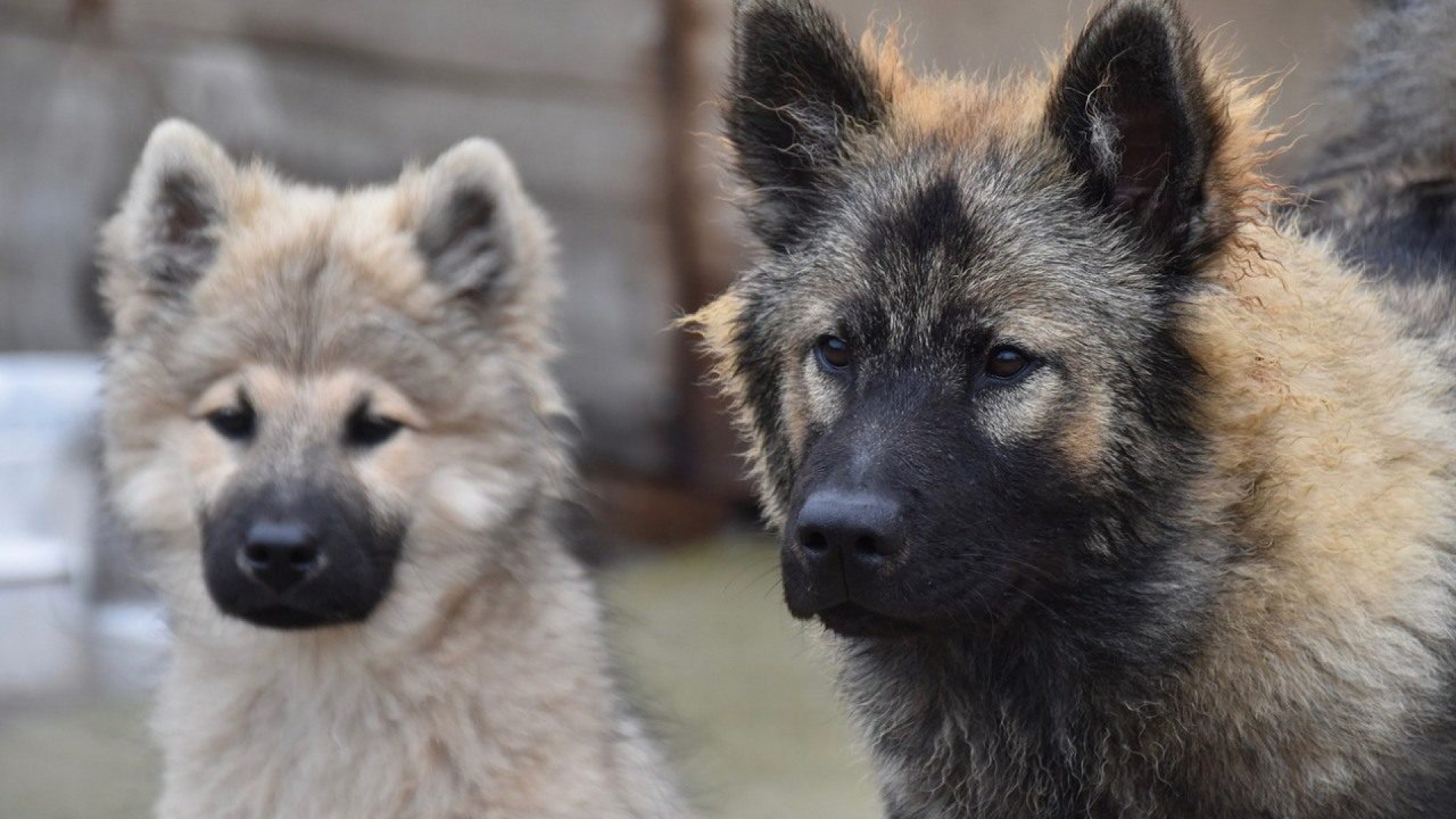 Esta teoría revela que los perros fueron domesticados por accidente