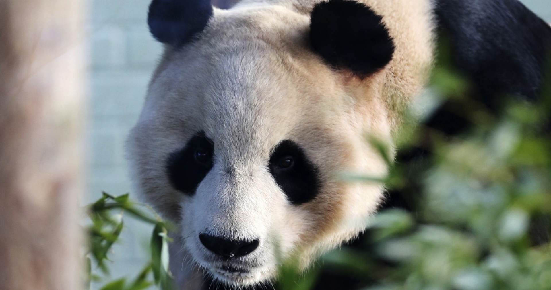 “Yan Guang”, el oso panda de un zoológico en Gran Bretaña, se electrocuta con una valla