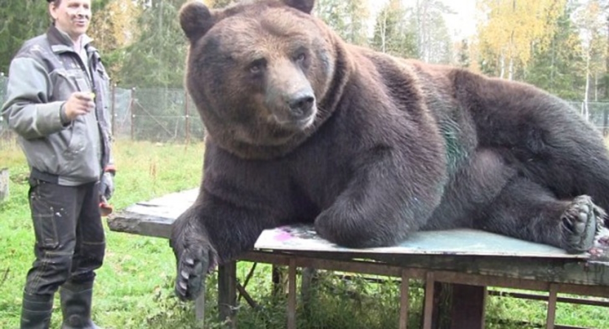 Conoce a Juuso, el oso que pesa 450 kilos y es un experto pintor