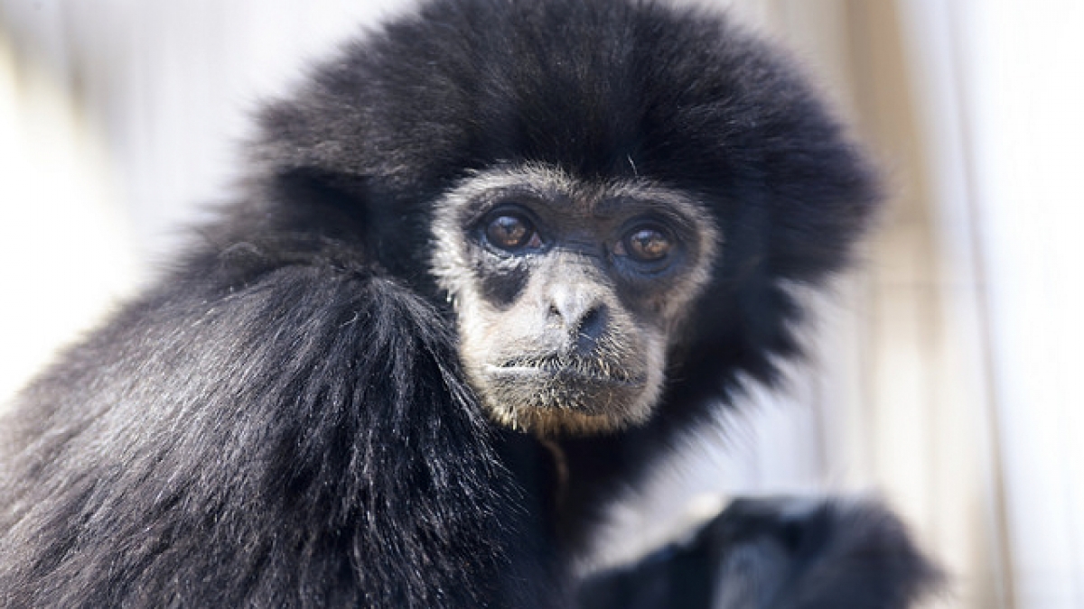 Los primates podrían desparecer en menos de lo que creemos