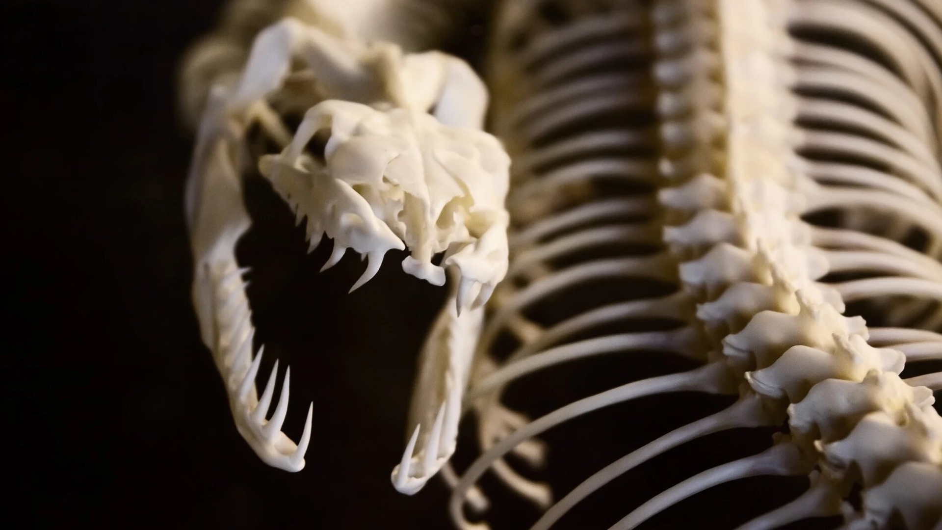 Descubren fósiles de Vasuki, la gigantesca serpiente de 15 metros