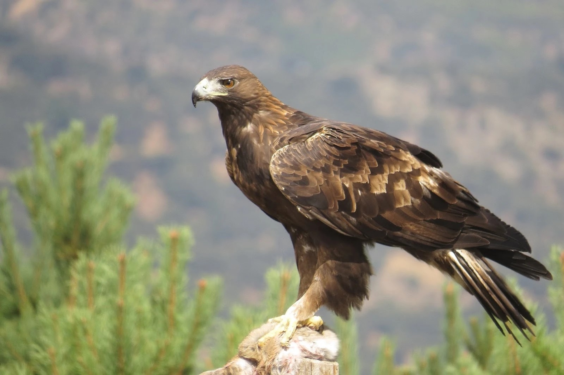México conmemora el Día Nacional del Águila Real, símbolo de identidad y biodiversidad