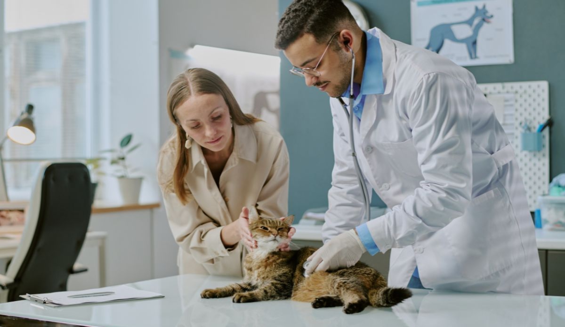Señales clave que pueden indicar problemas renales en gatos