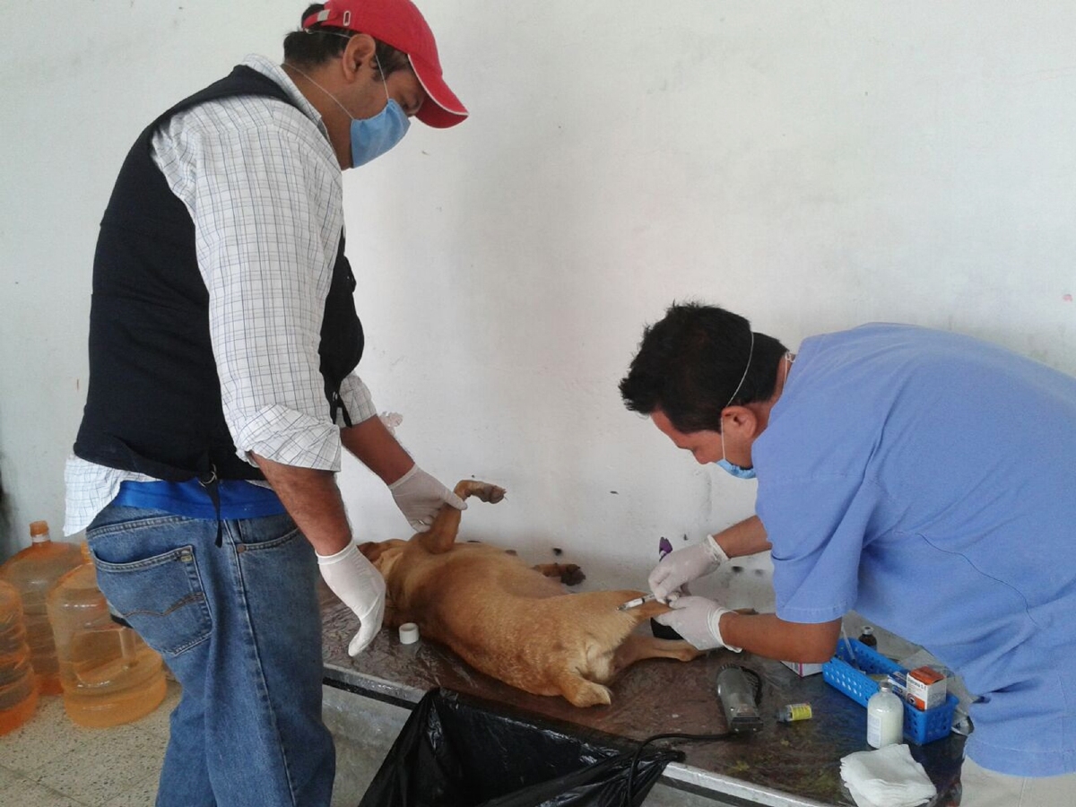 Realizan campaña de esterilización de mascotas en la colonia Iztaccíhuatl de Cuautla