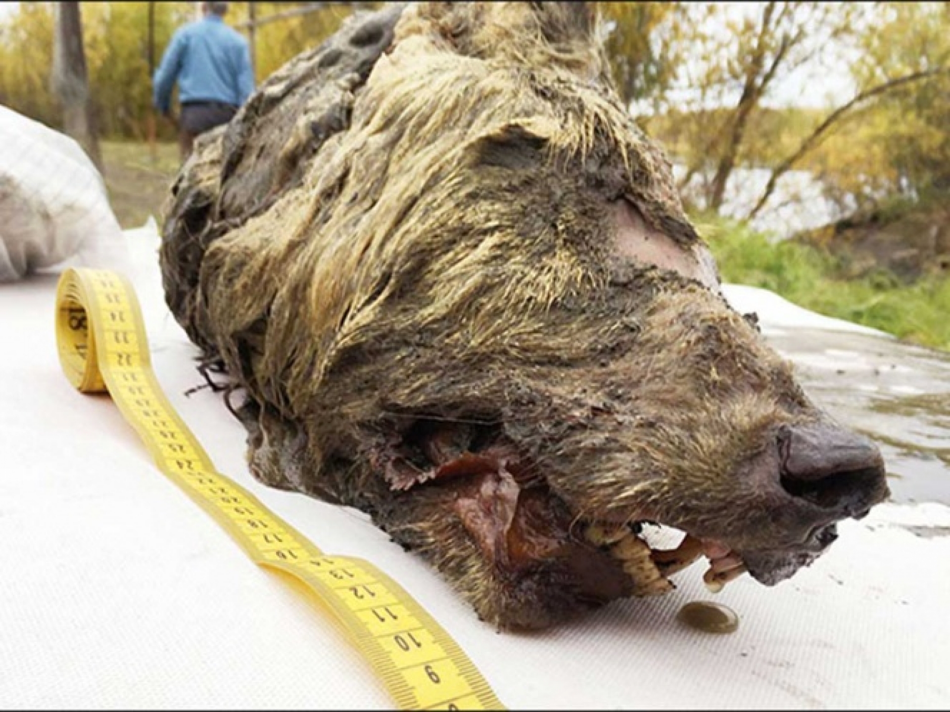 Hallan la cabeza de un lobo prehistórico con todo y cerebro