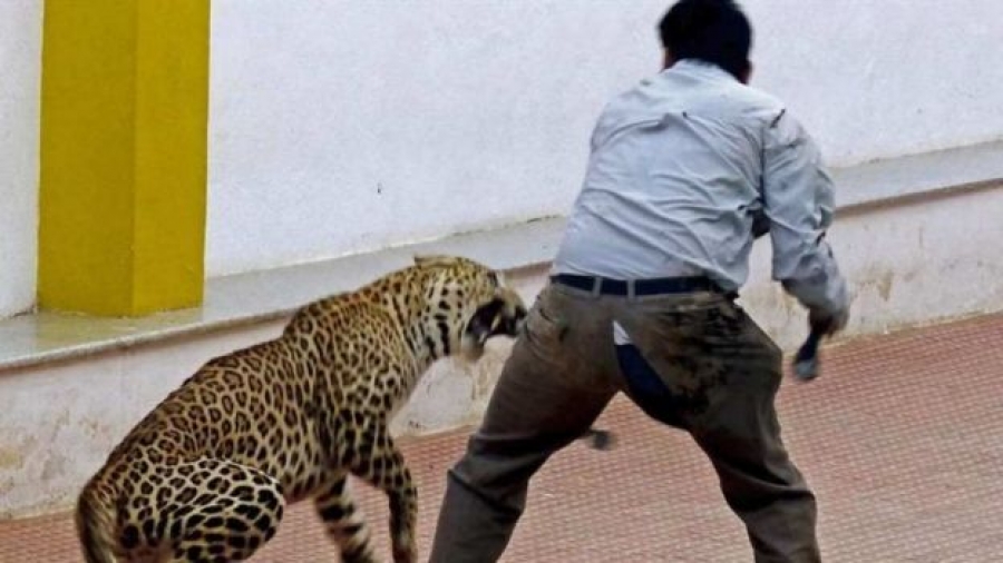 Leopardo se mete a un colegio en India y deja tres heridos