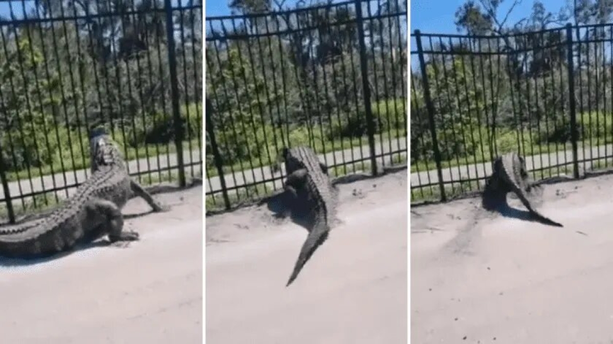 ¡Qué fuerza! Cocodrilo atraviesa una reja tras lograr destrozarla con la cabeza