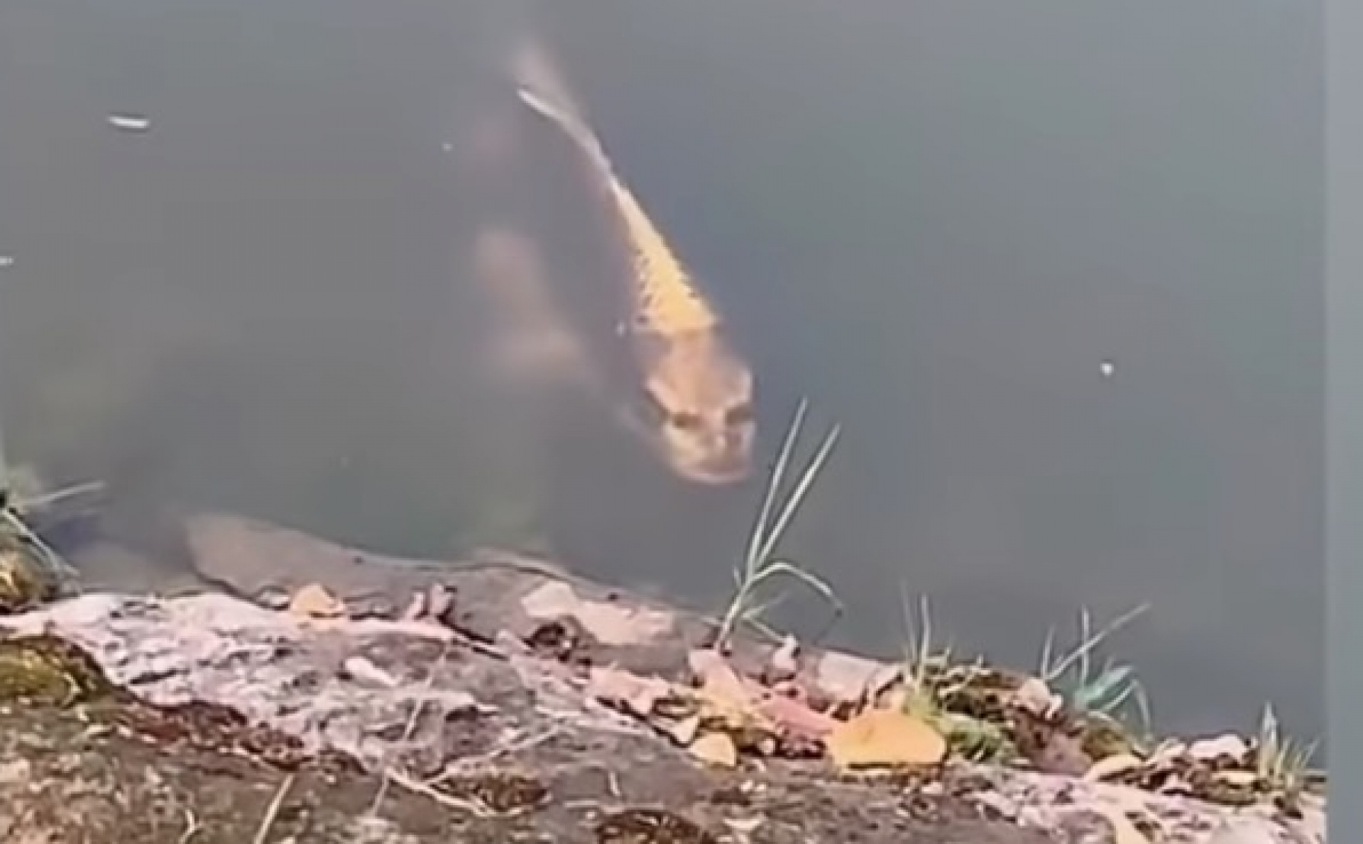 VIDEO: ¿Un pez con 'rostro humano'?