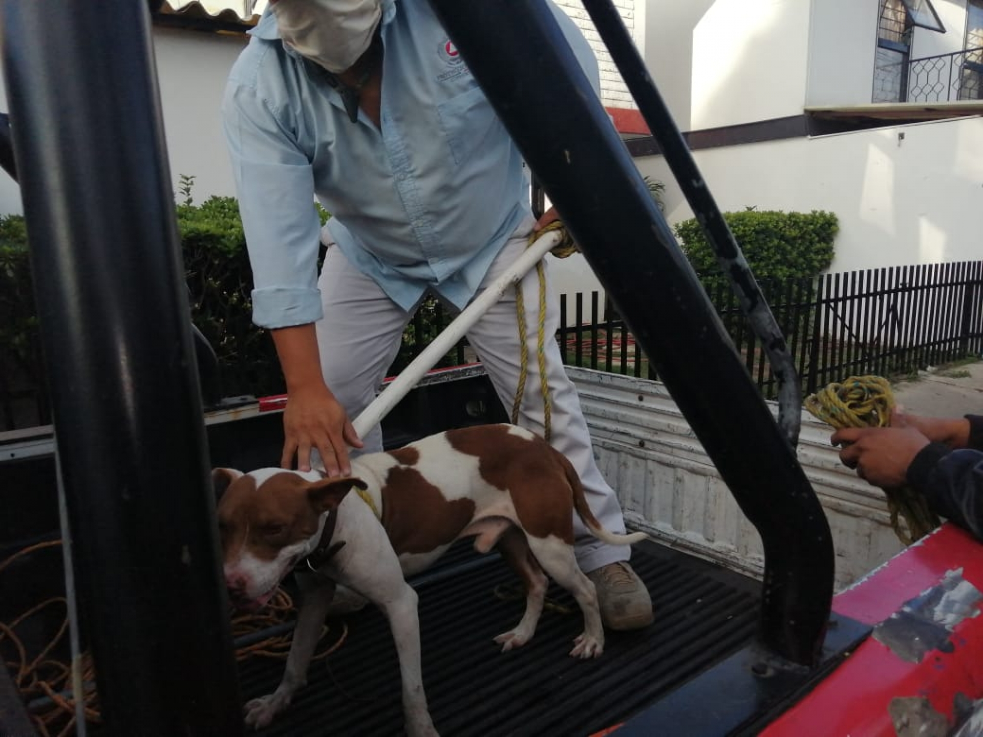 Atiende PC Cuernavaca reporte sobre 'perro agresivo'; buscan localizar al dueño