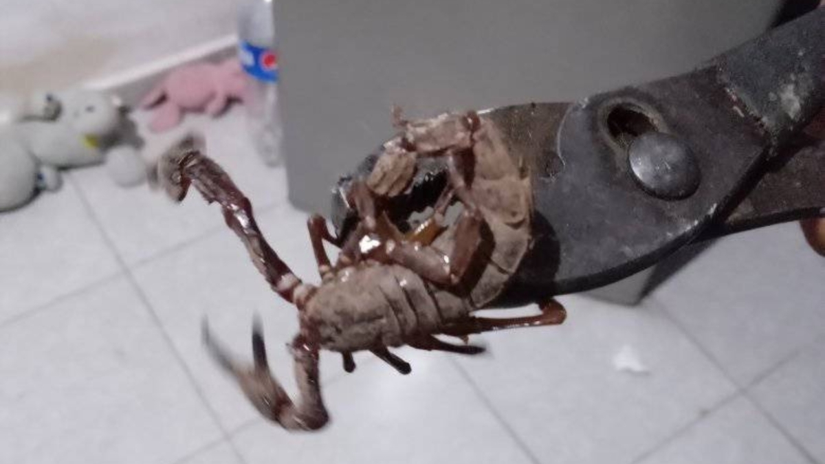 Aterrador video muestra alacrán gigante en casa; así logran sacarlo