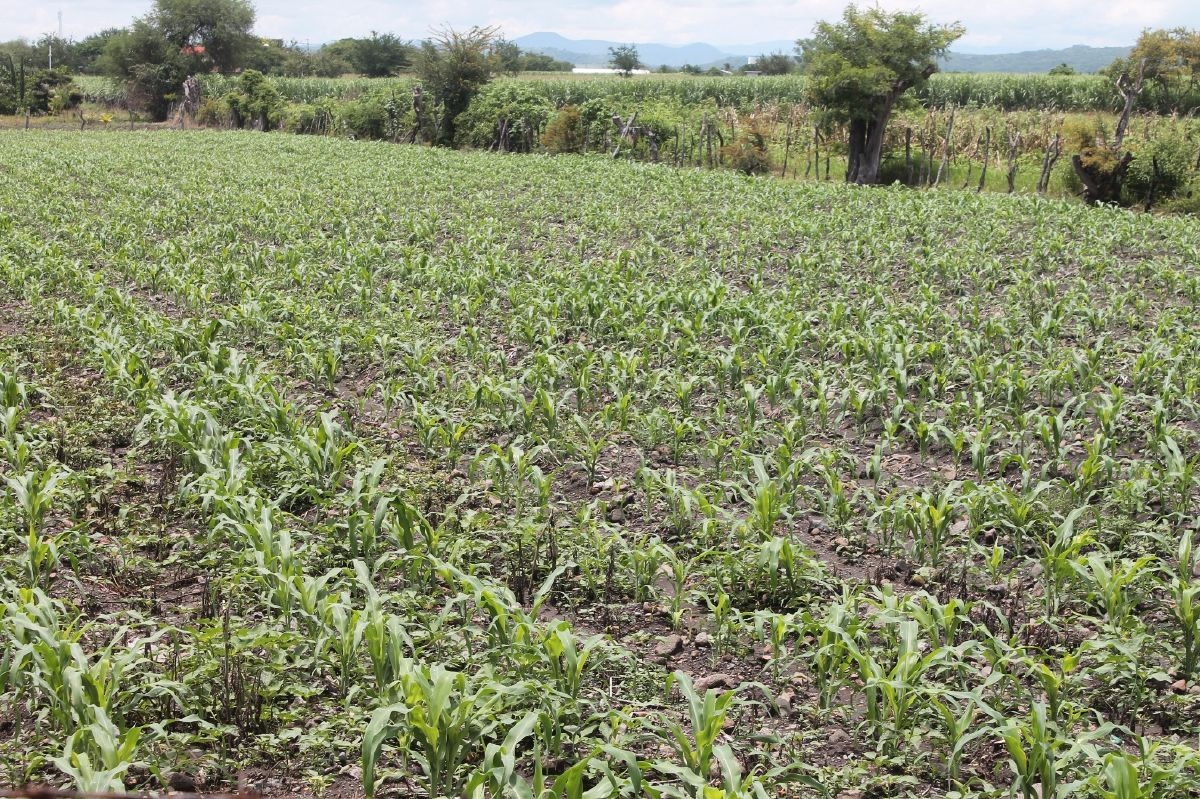 Implementa Sagarpa acciones preventivas de combate del pulgón amarillo en cultivos de sorgo