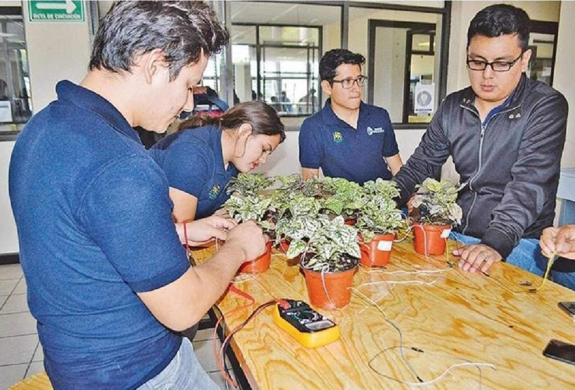 Desarrollan estudiantes del ITC proyecto para generar energía eléctrica con muros verdes