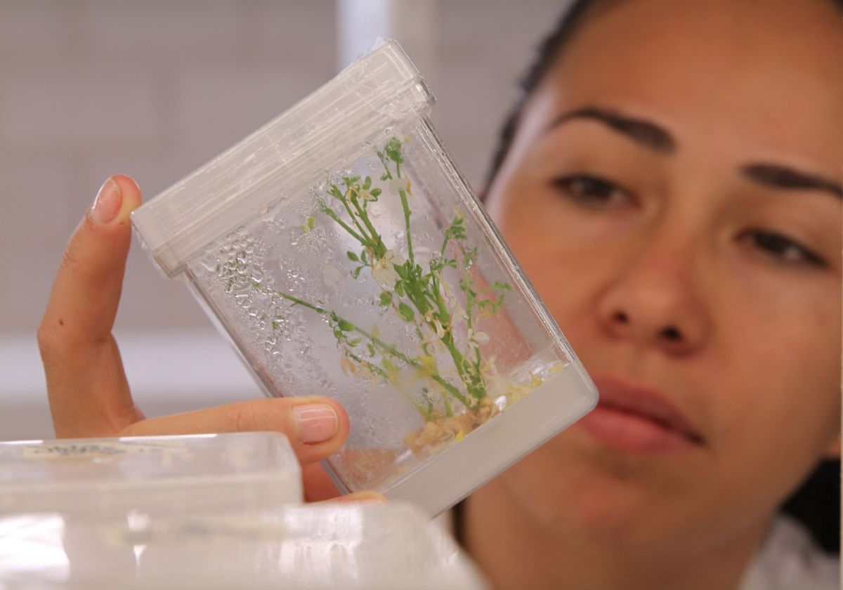 Abre UAEM convocatoria de Maestría en Investigación  y Desarrollo en Plantas Medicinales