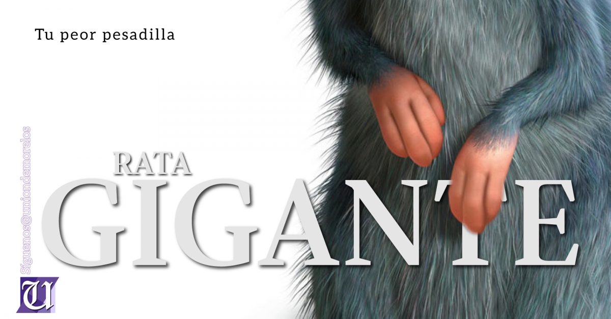 Especialista descubre nueva especie de rata gigante que habita en los árboles