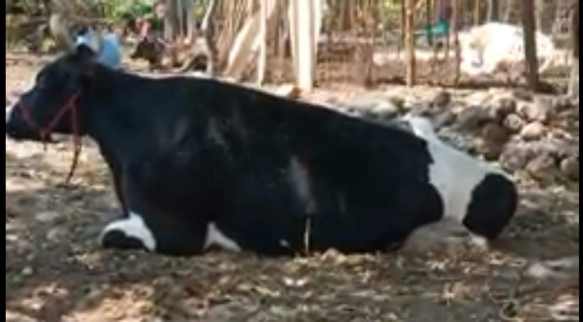 Persiste el robo de ganado en Tilzapotla