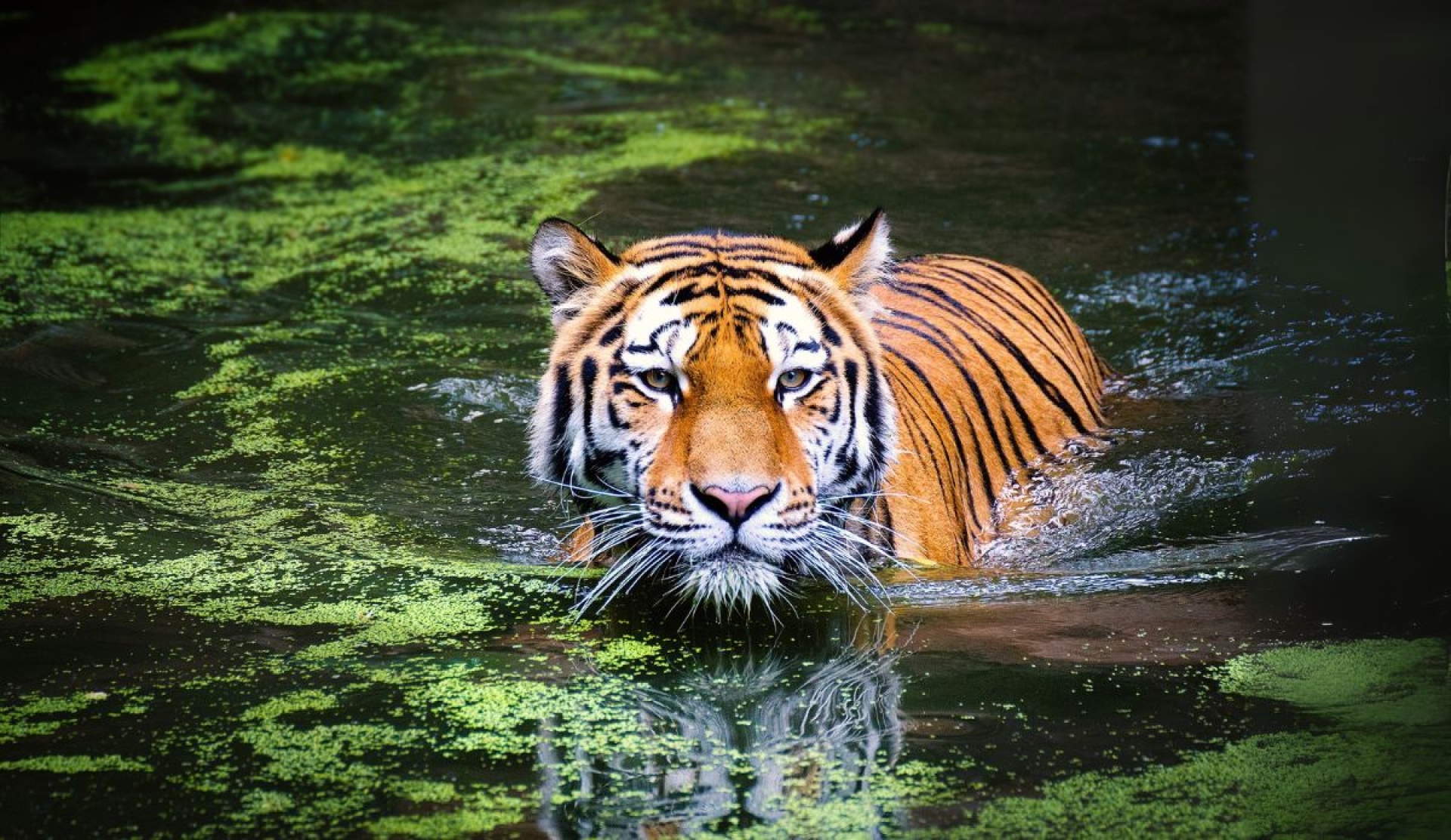 Día internacional del tigre