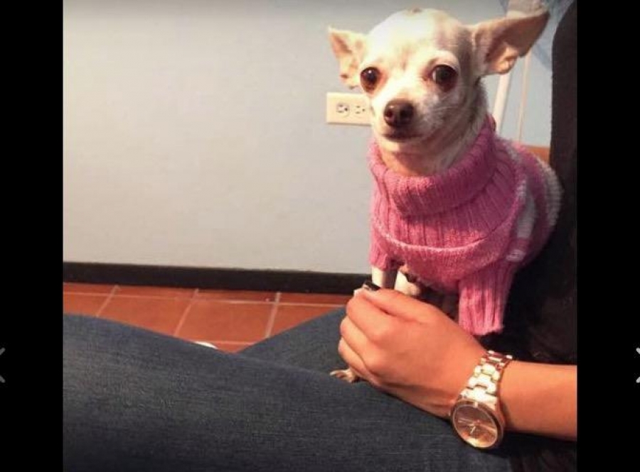 Perrita engaña a sus dueños sobre su 'embarazo'