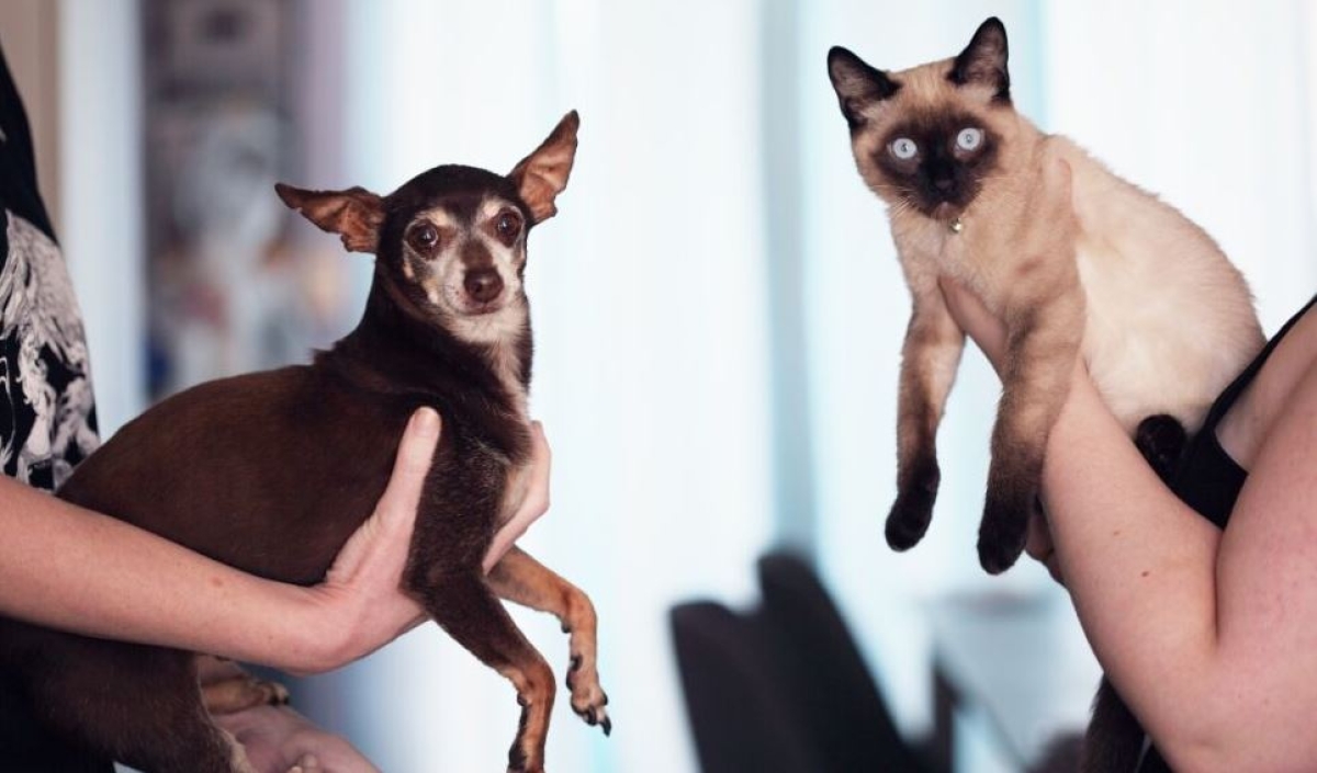 Gatos o perros: ¿Qué mascota es más inteligente?