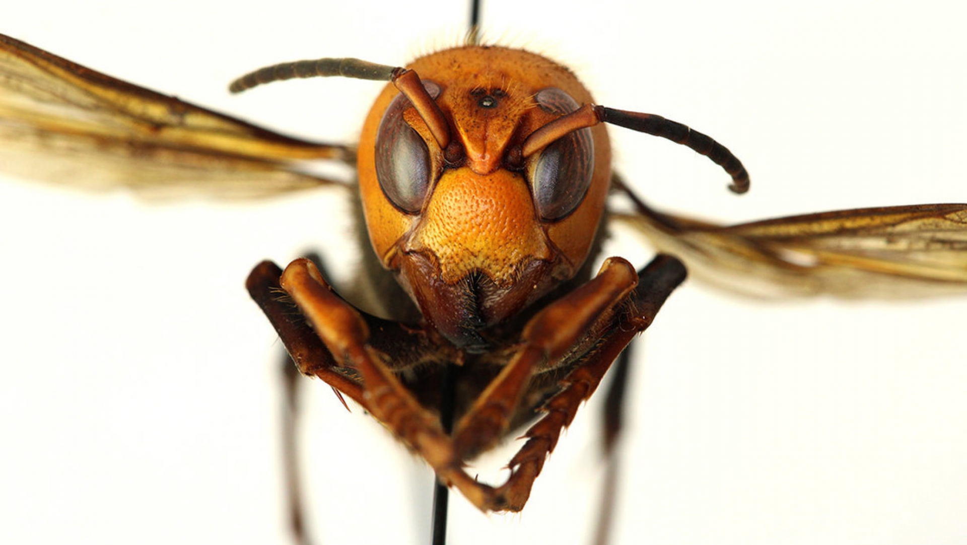VIDEO: Así es como las Abejas "queman" a avispón gigante para defenderse
