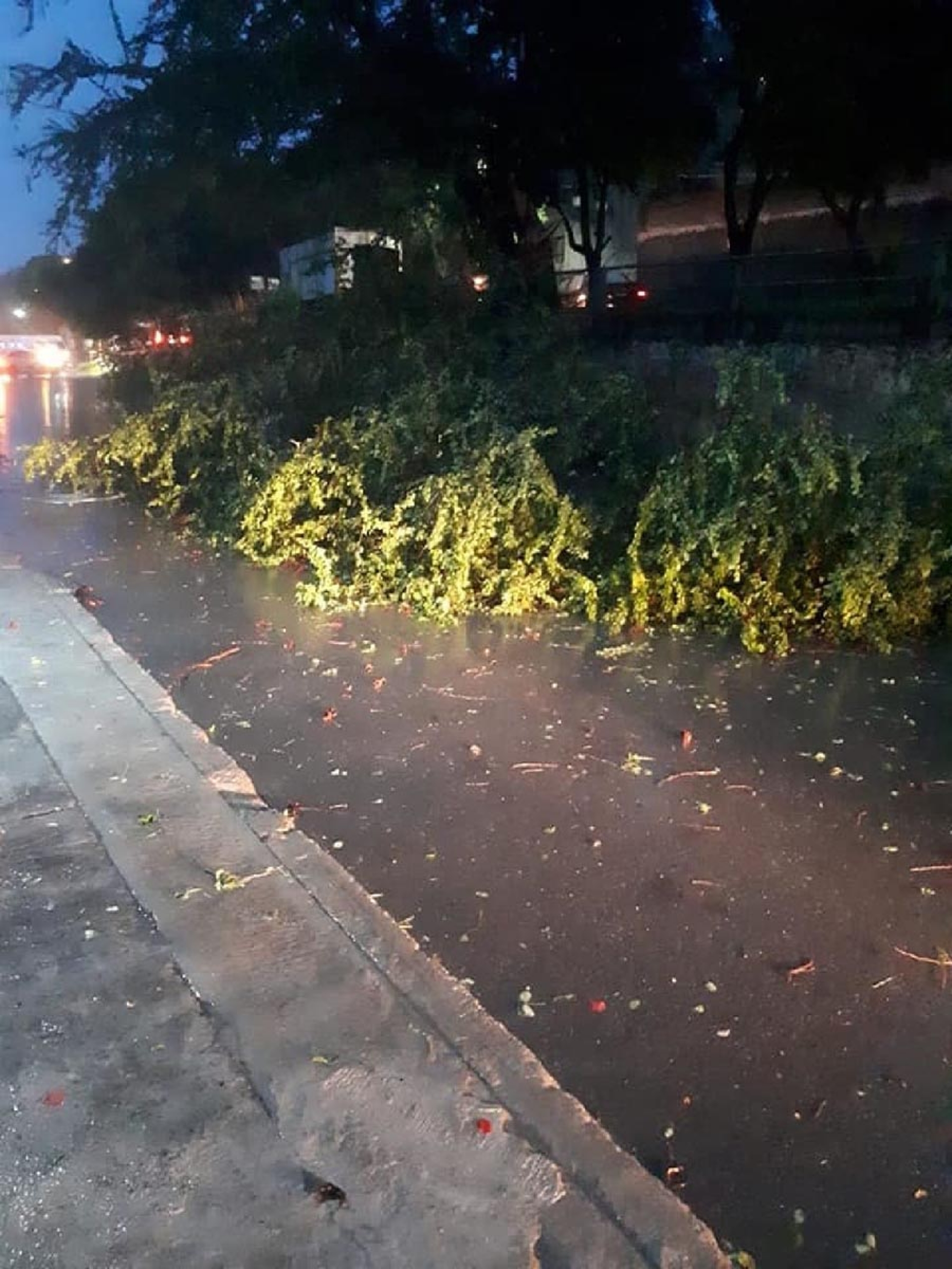 Hasta el momento, sólo caída de árboles por lluvias en Jojutla