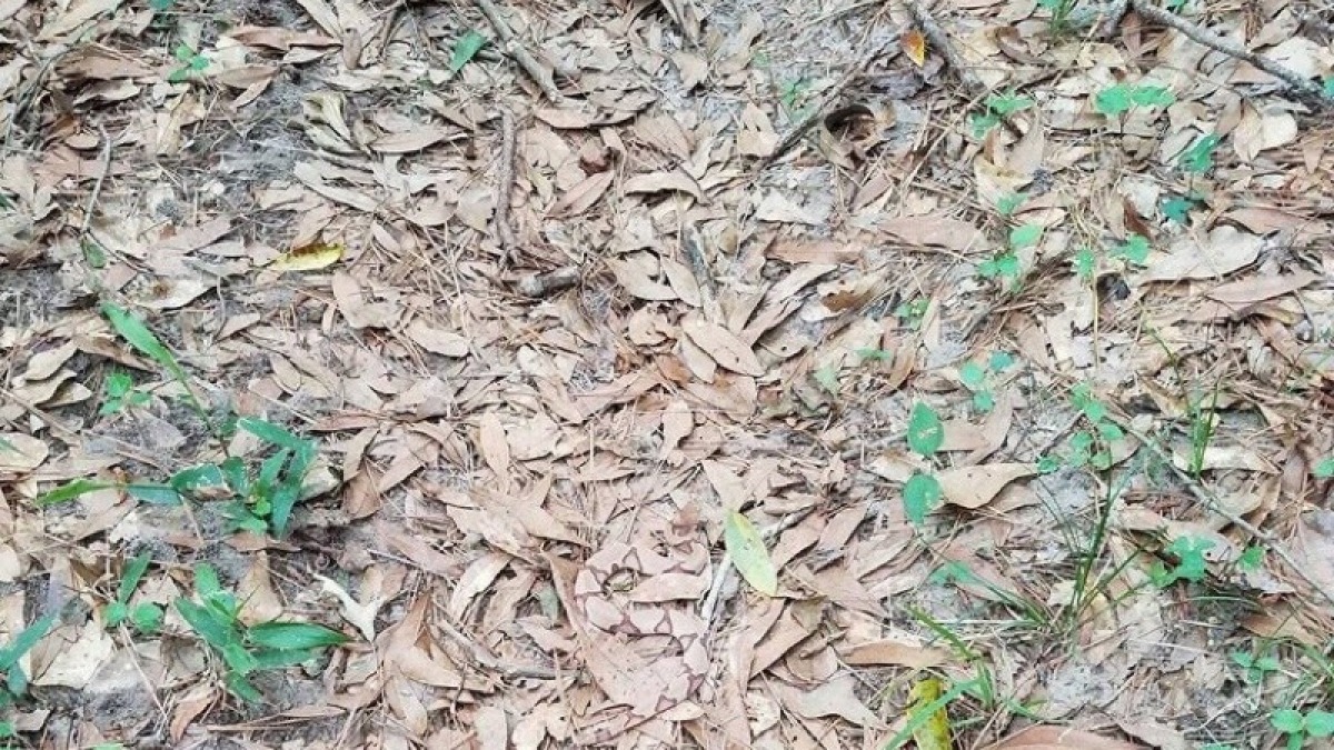 ¿Puedes encontrar la serpiente venenosa que hay oculta en esta imagen?