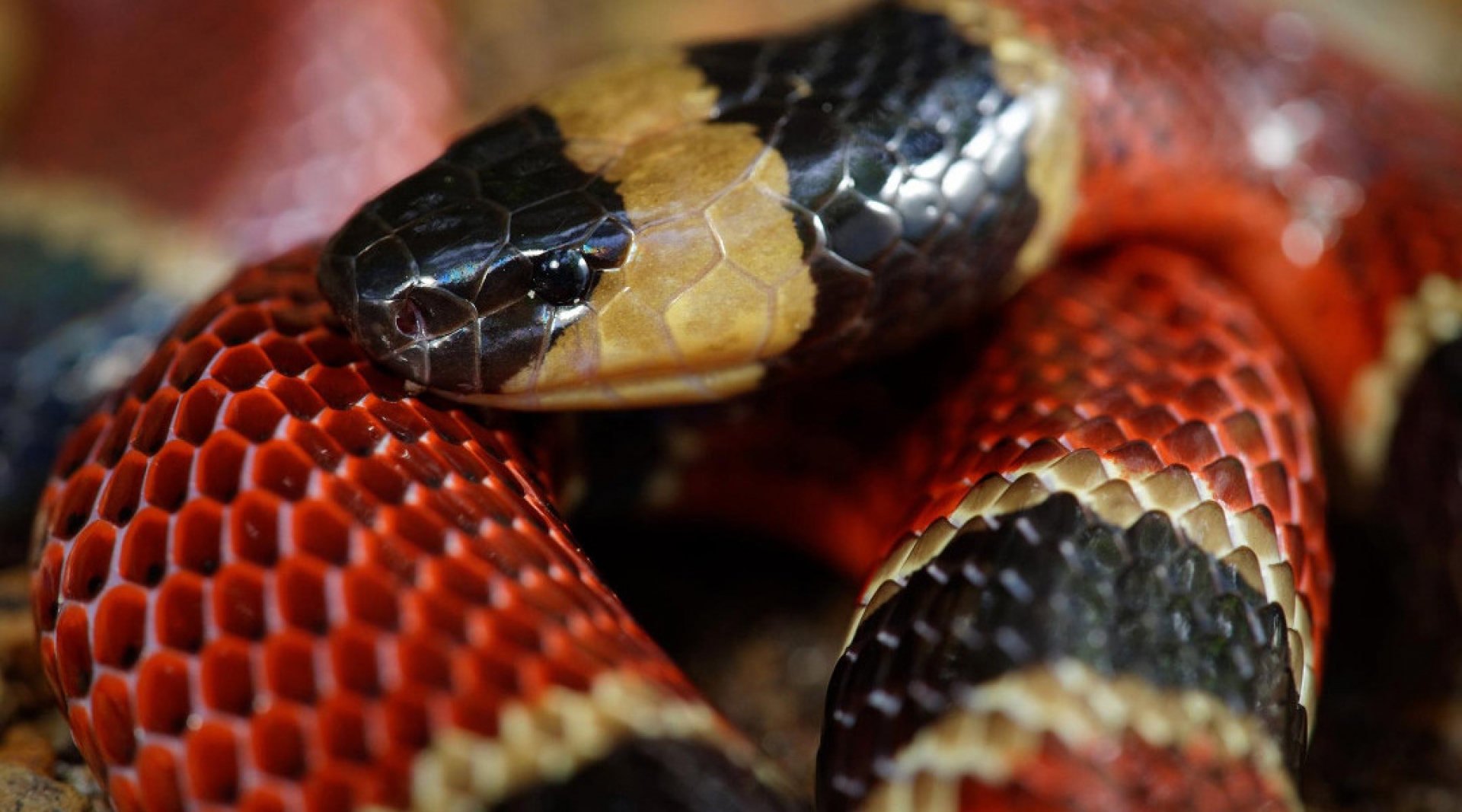 Serpiente chiapaneca encontrada dentro de otra serpiente es oficialmente una nueva especie