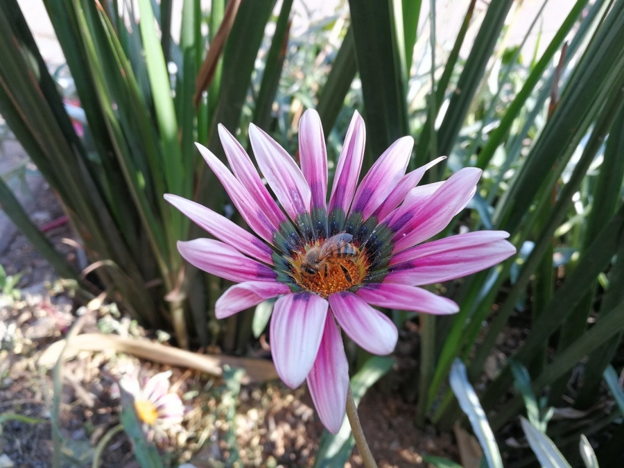 México y el mundo tienen una crisis de abejas, esto es lo que está sucediendo y esto podemos hacer para solucionarlo