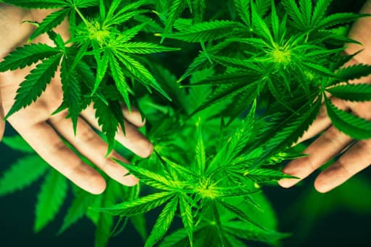 Panamá legaliza el uso medicinal de la marihuana