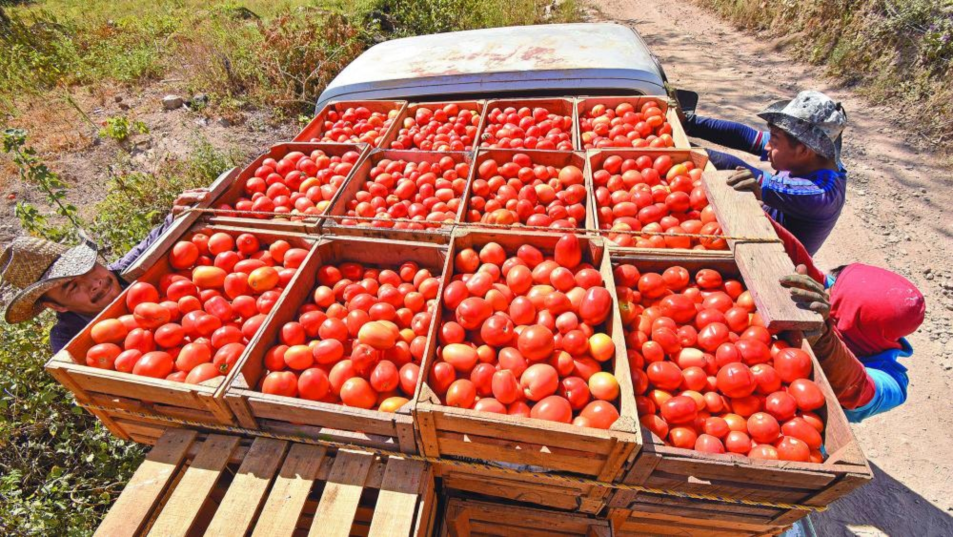 Consejo Agropecuario advierte sobre impacto de cuota al tomate mexicano